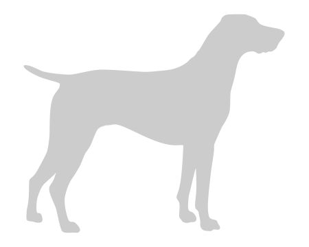 Placeholder image for Lebanese Street Dog