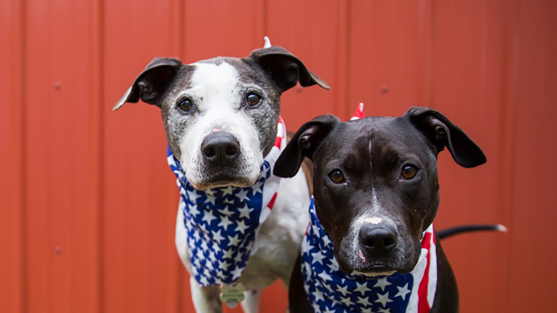 Jules and Leo being patriotic 