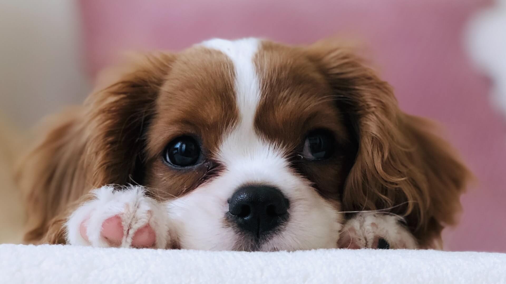 Dog at Puppy Training Classes