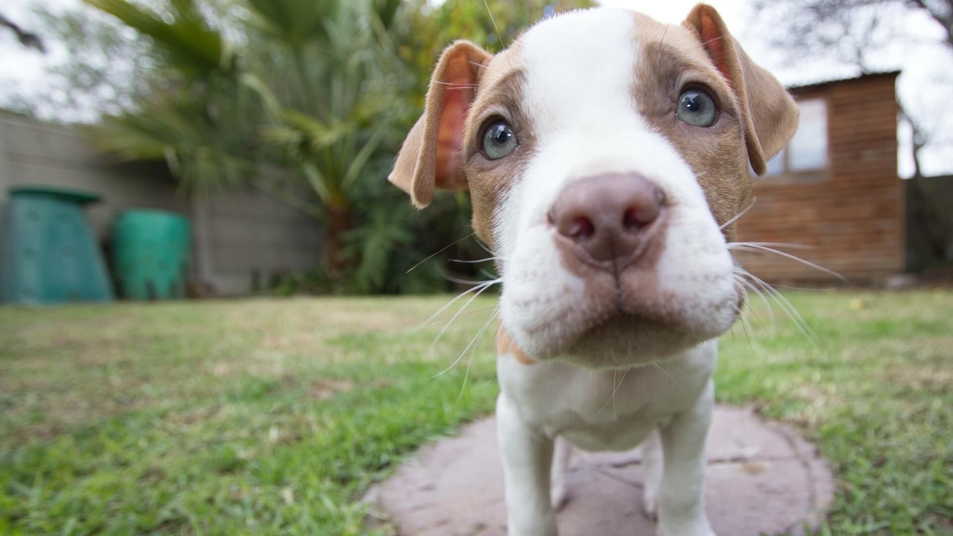 Close-up of a curious puppy's face