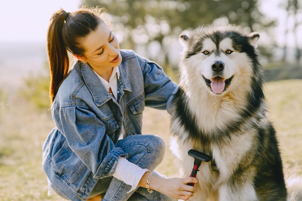 Woman grooming her Alaskan Malamute outside