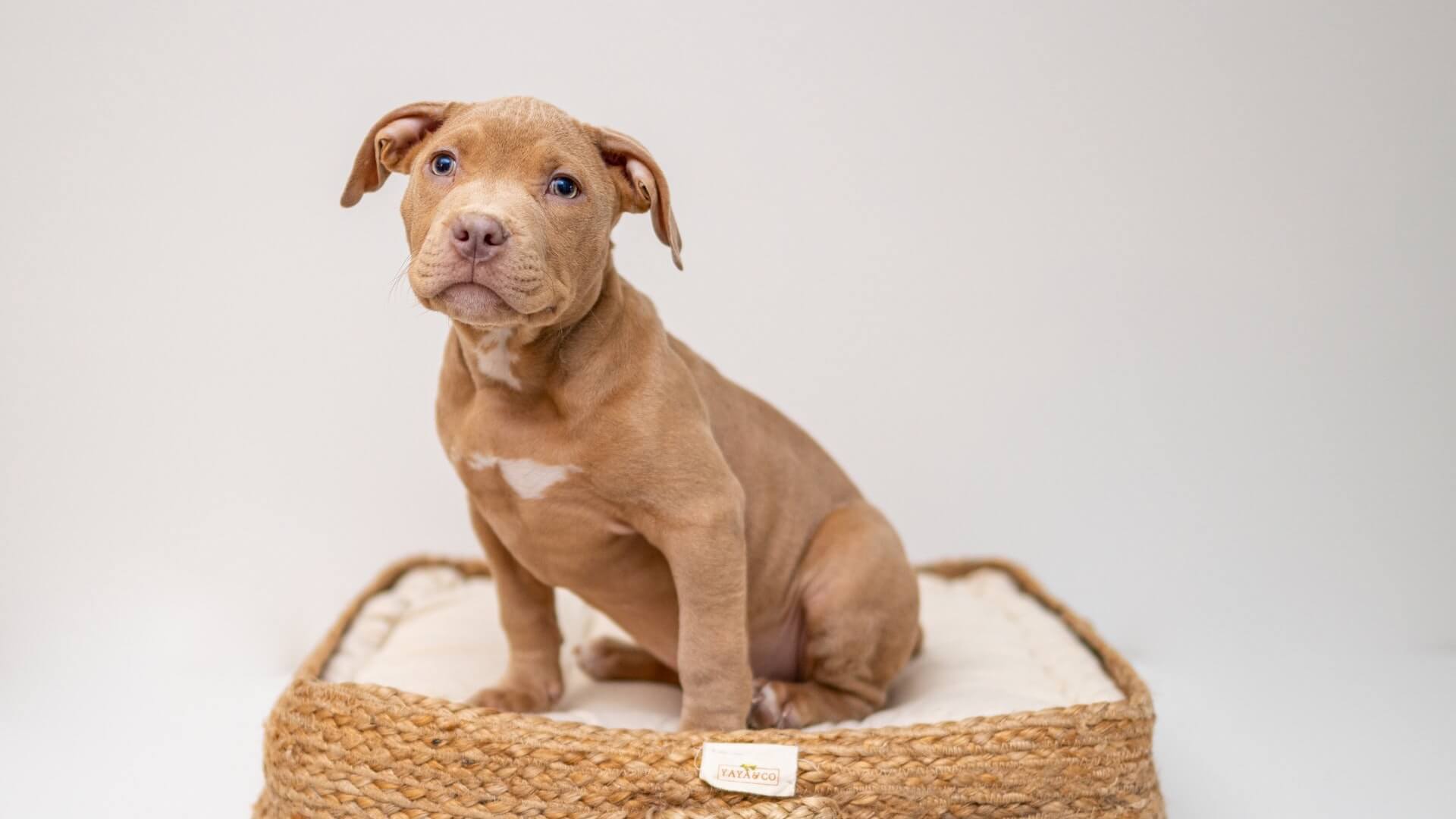 Dog sitting on a sofa