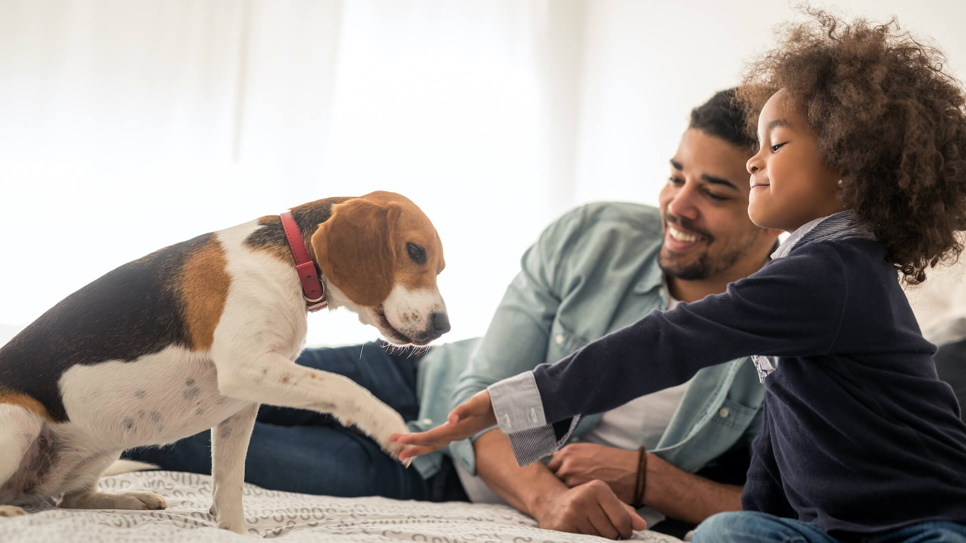 Little girl and her father playing with their dog