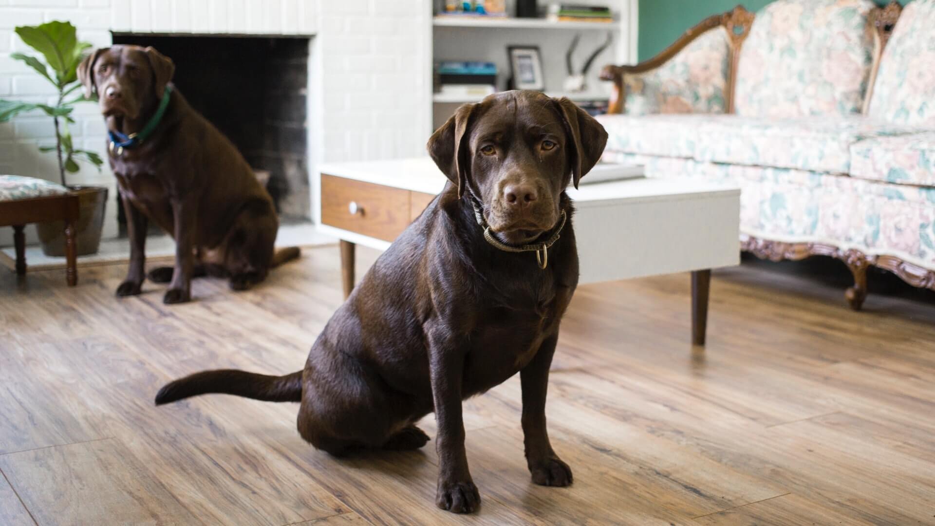 Two brown dogs sitting in a living room