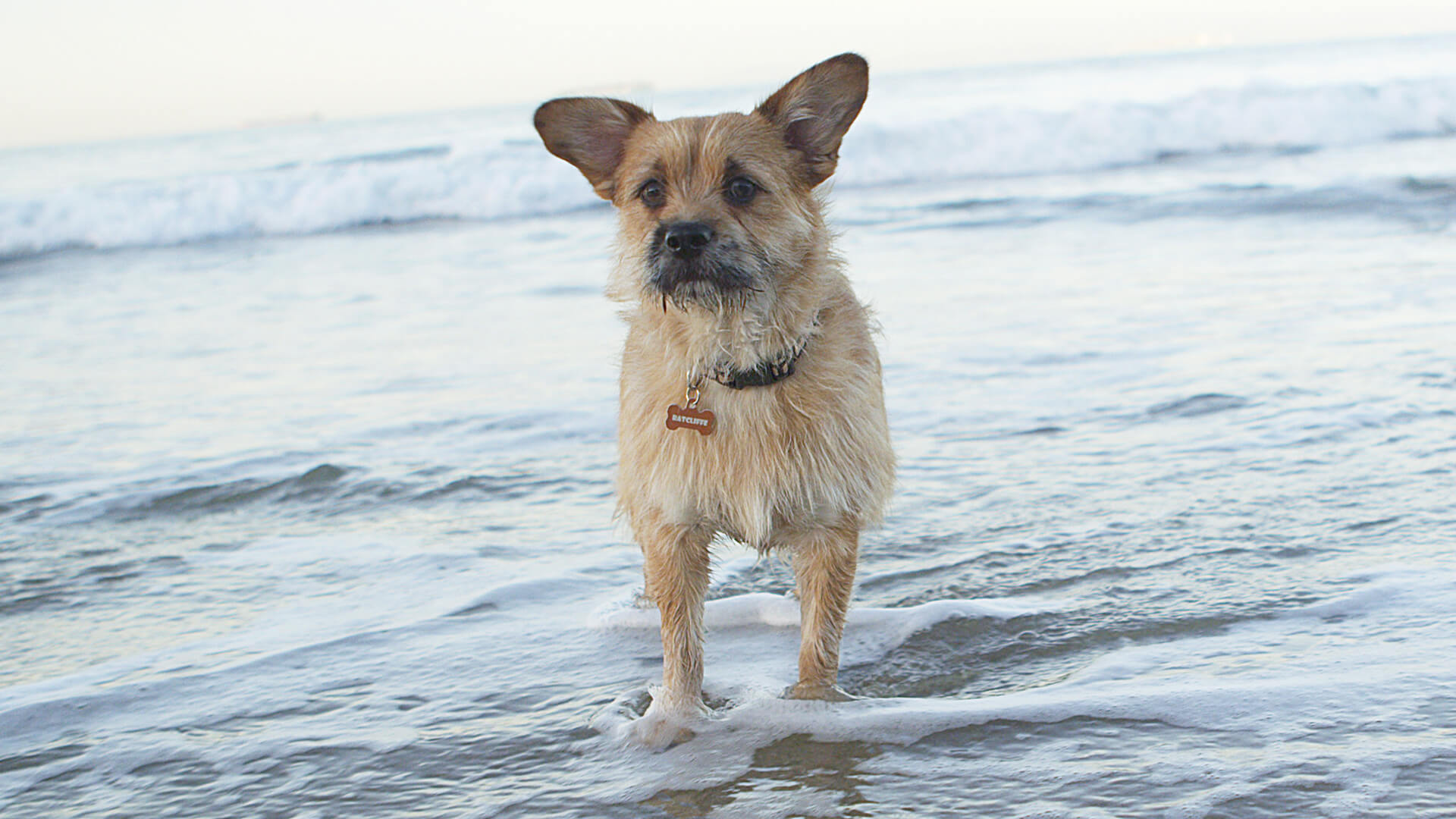 Dog standing in water in the beach