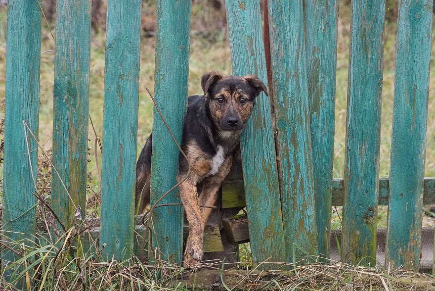 Dog escaping through a wooden fence