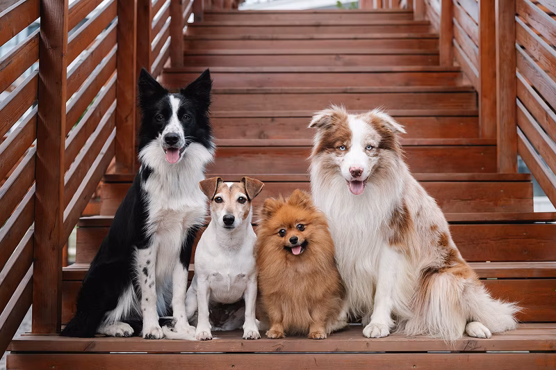 Group of dogs on wooden stairs