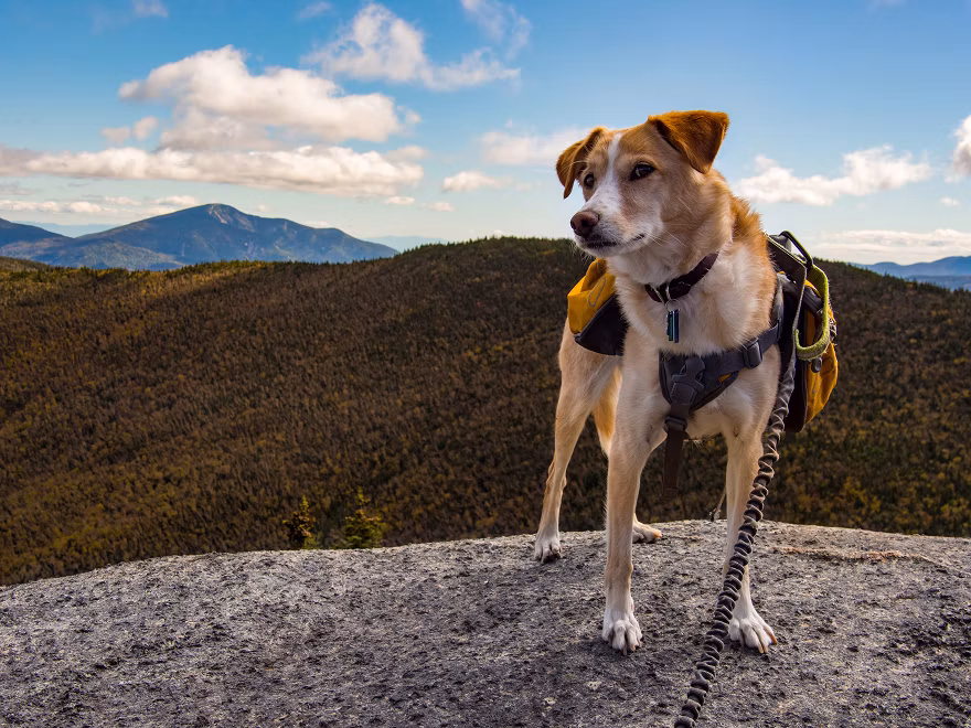 Dog on a hike