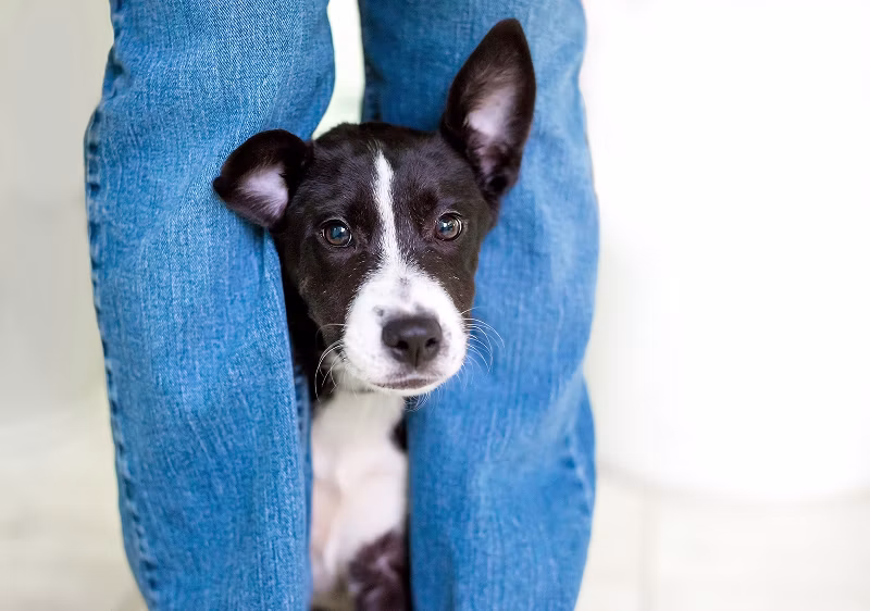 Puppy between owner's legs