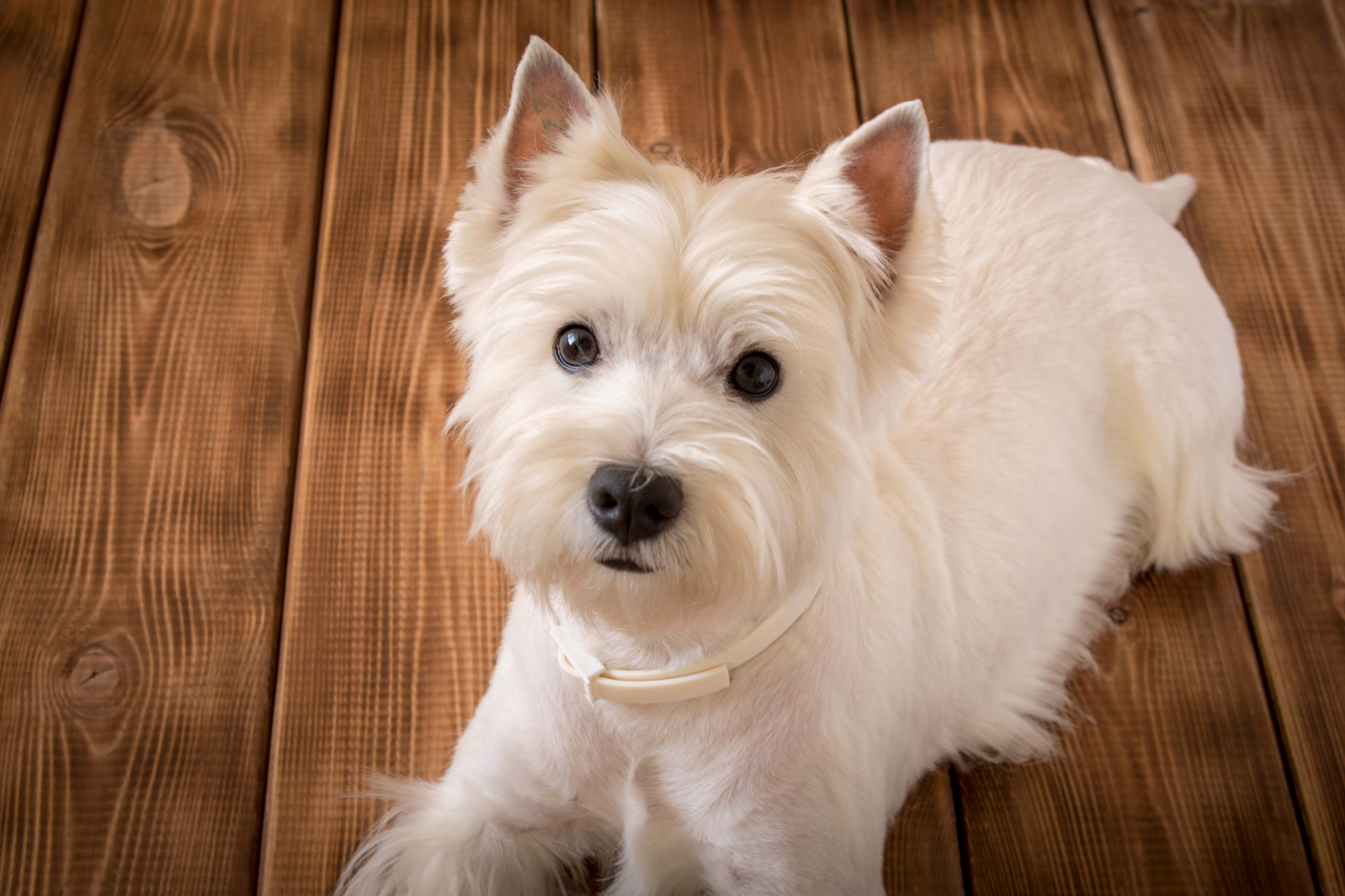 West Highland White Terrier lying on a hardwood floor.