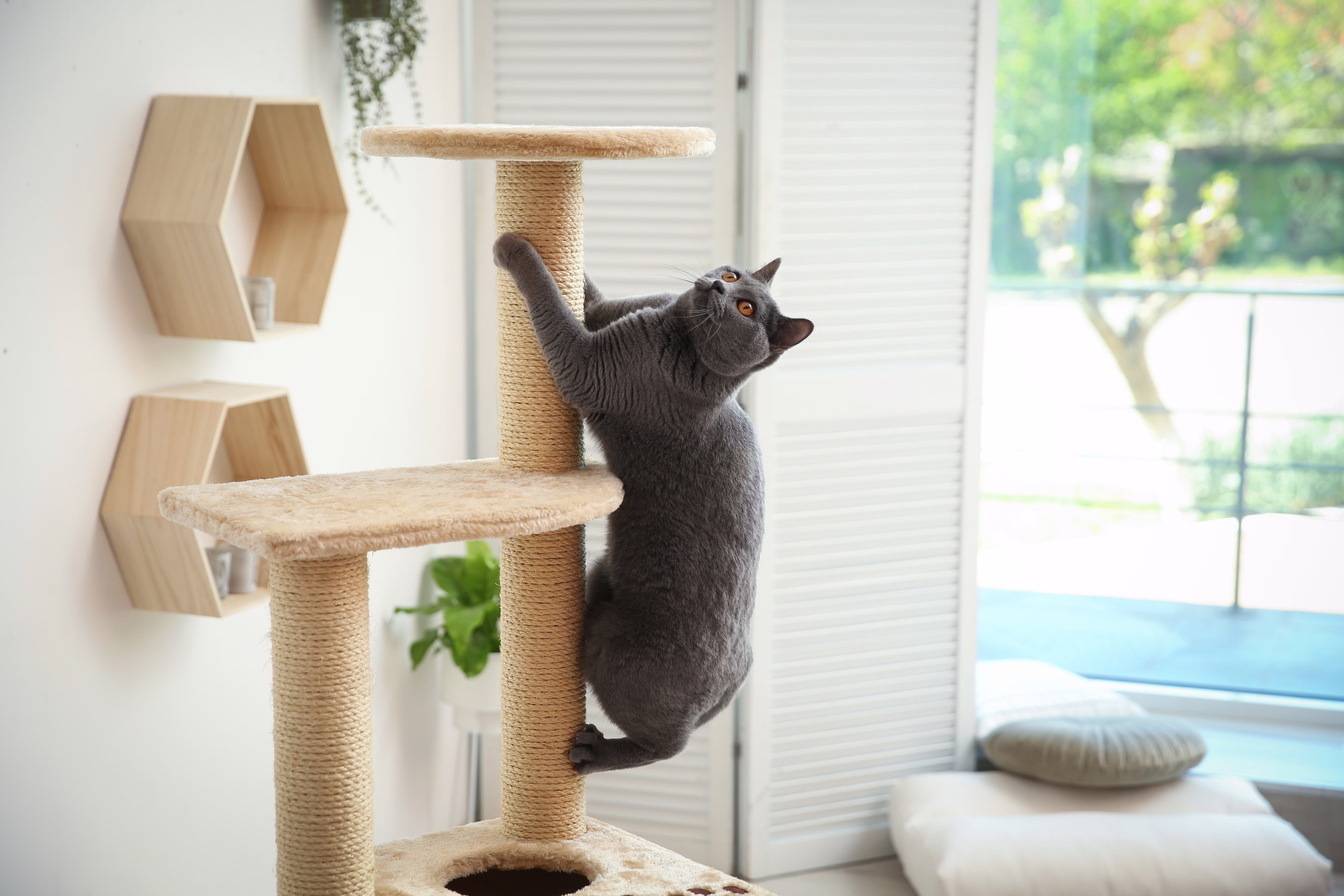 Dark gray cat climbing a scratching post.