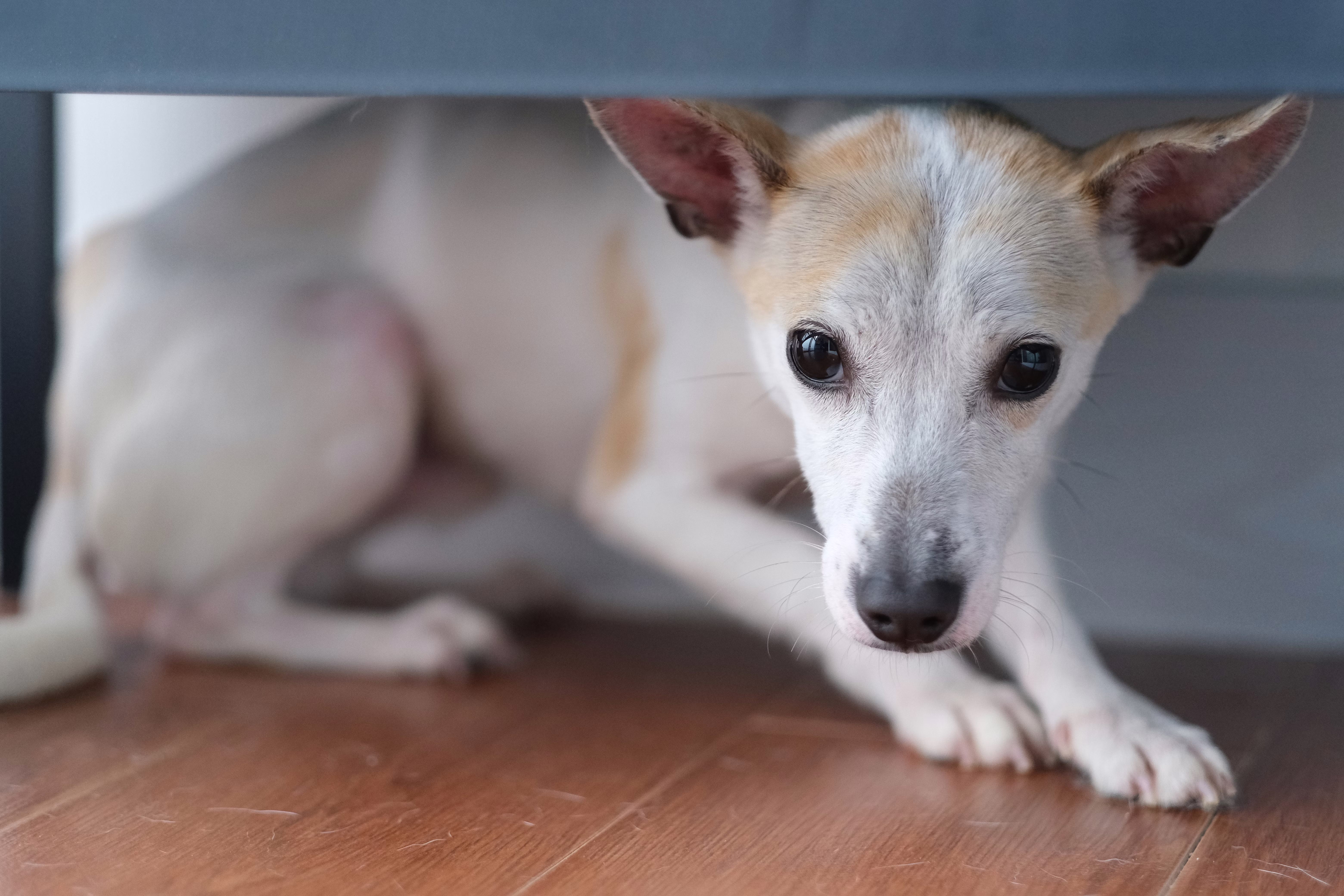 Small tan and white dog hiding under a chair.