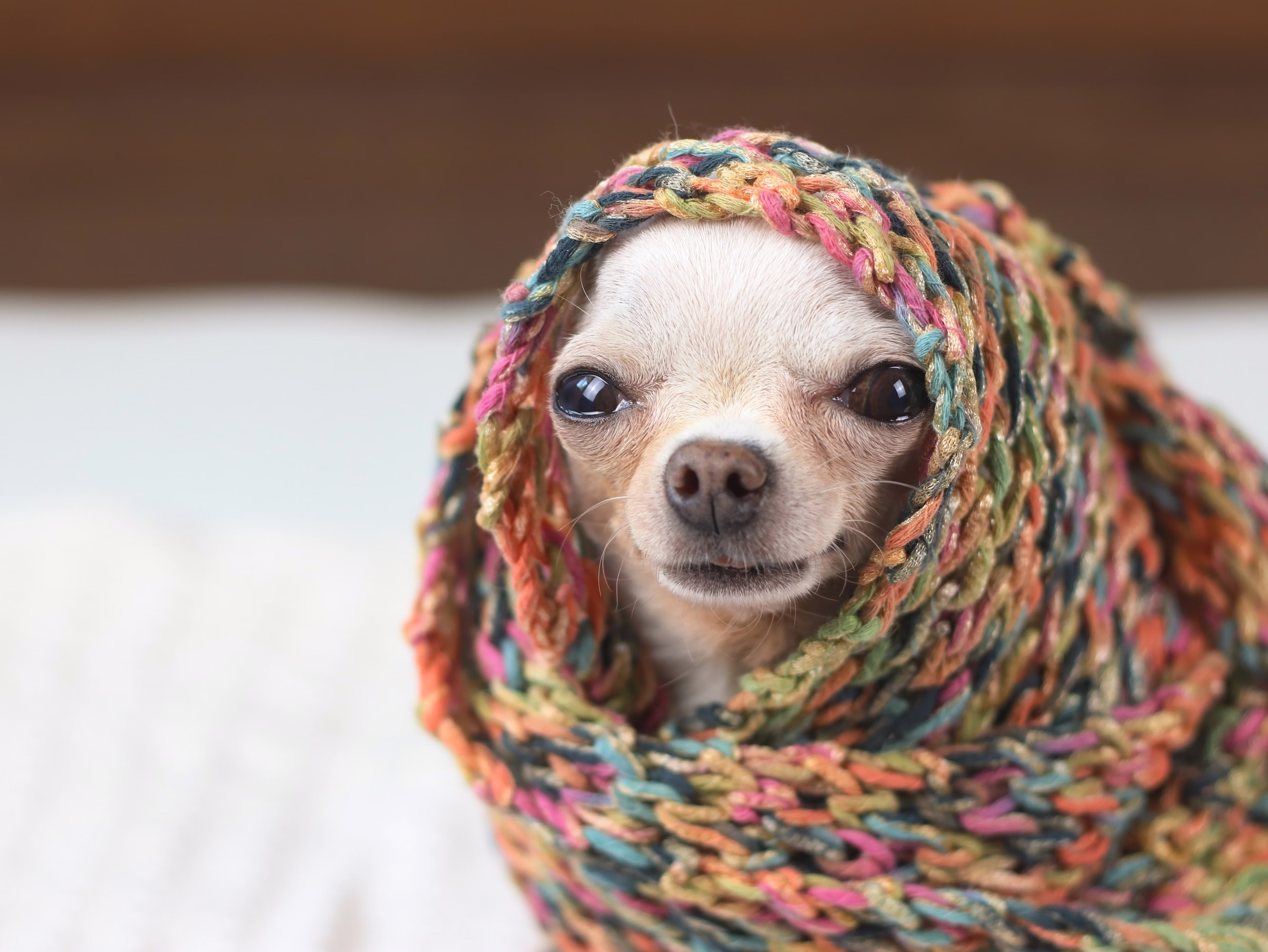 Chihuahua wrapped in a blanket.