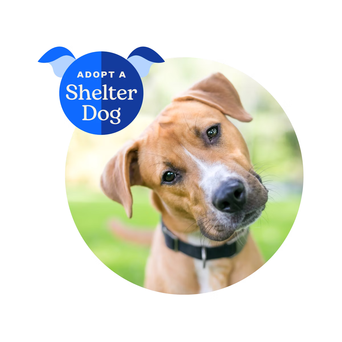 Adopt a Shelter Dog Image: cute dog tilts head and looks at camera