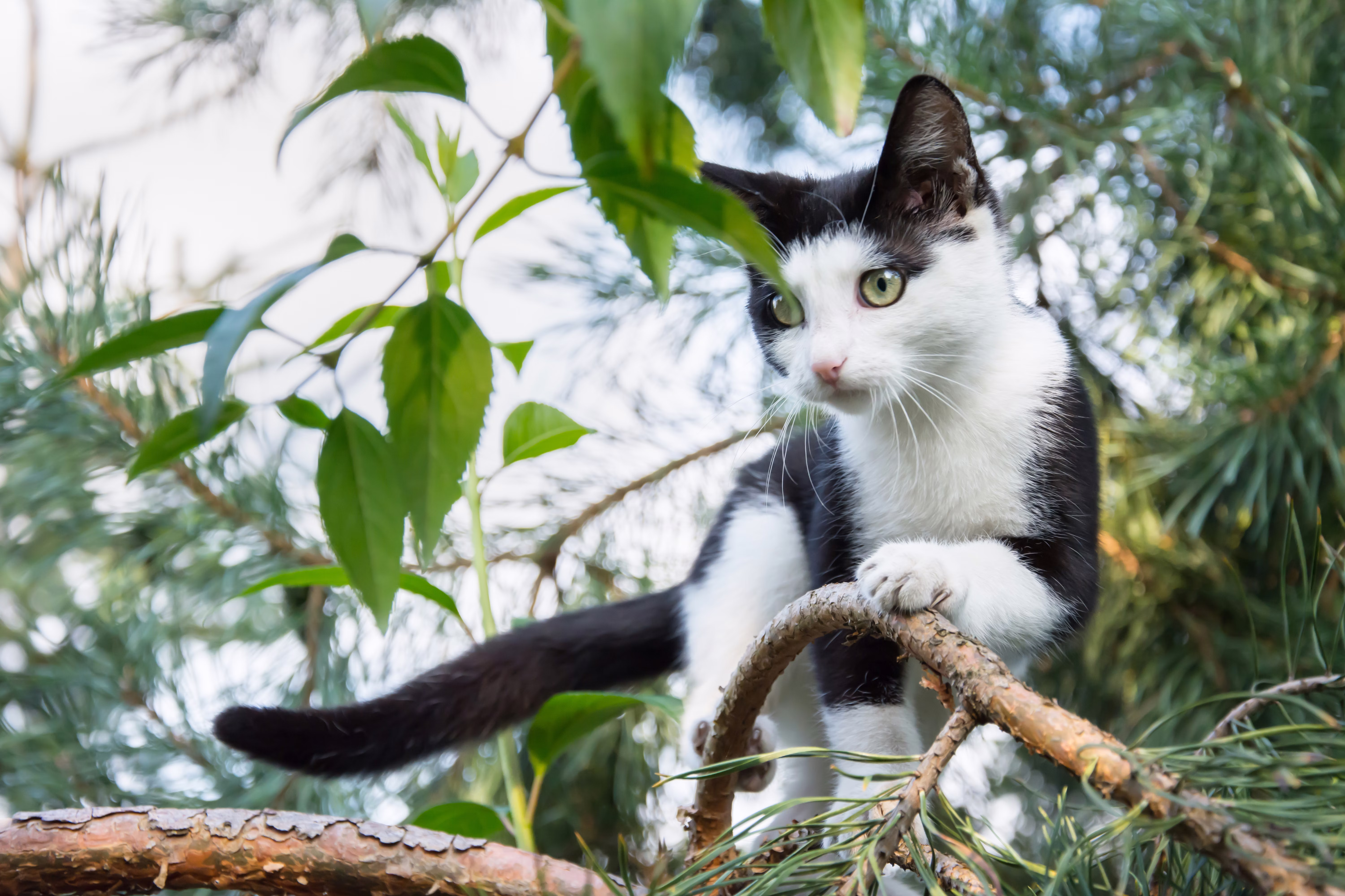 Black and white cat in the branch of a tree.