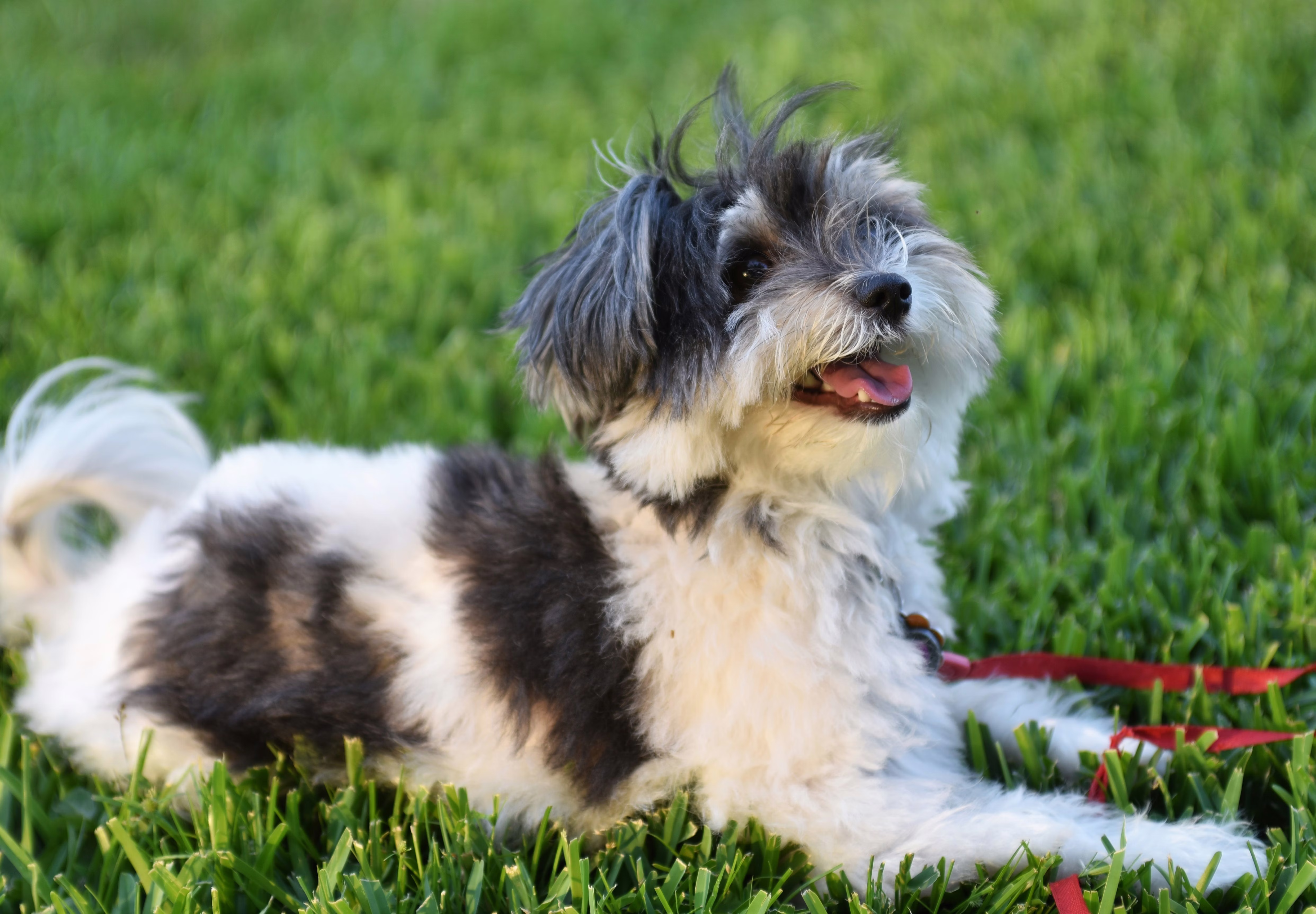 Small black and white dog sitting in the grass smiling.