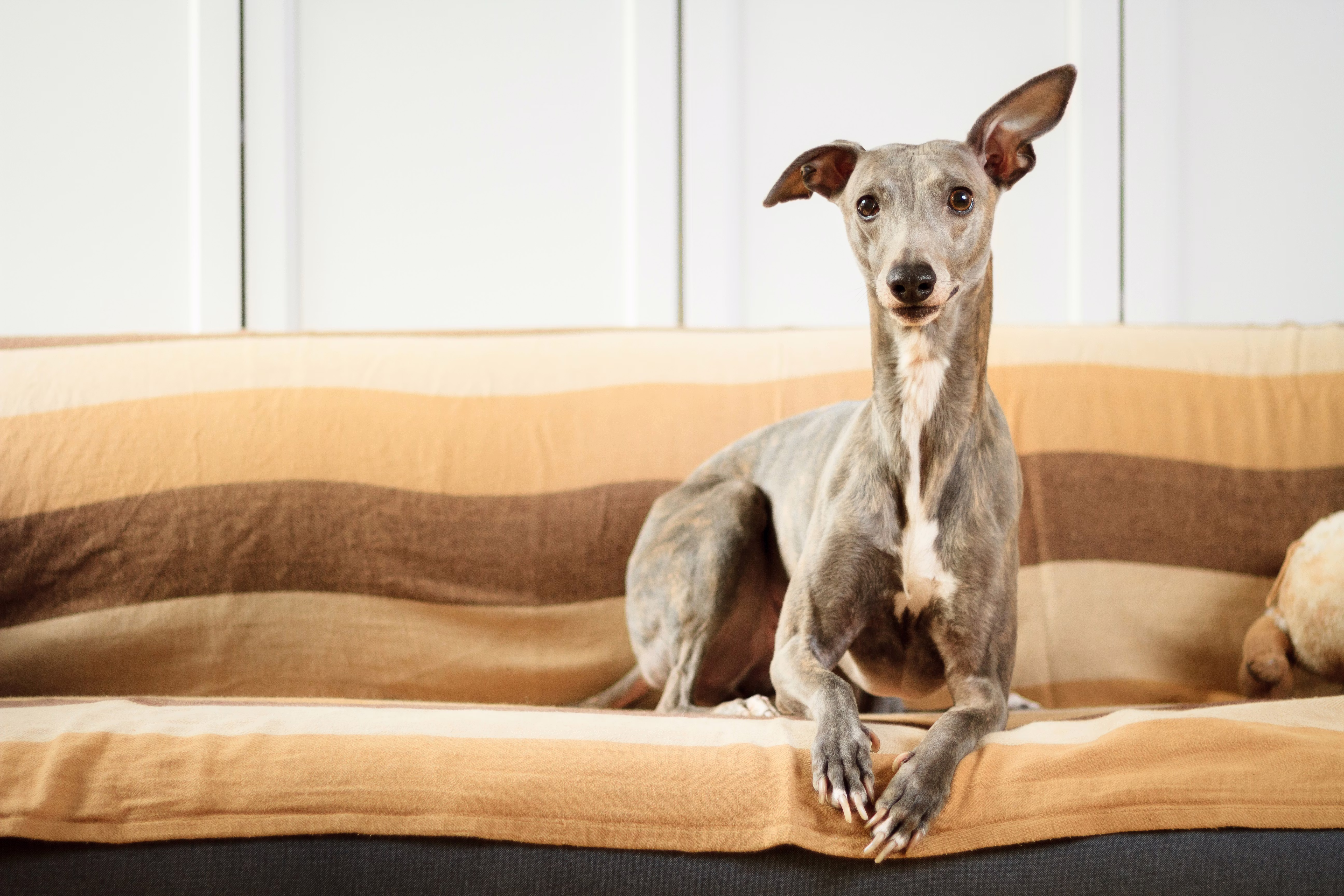 Whippet dog sitting on a couch.