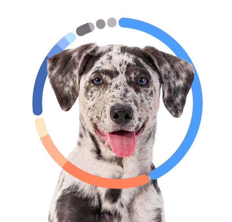 Black and white mixed breed dog with colorful breed ring around it's head