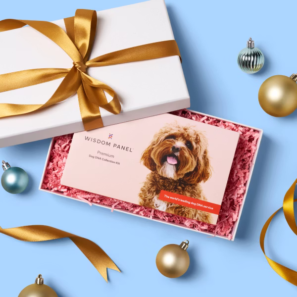 Wisdom Panel product boxes with holiday packages and ornaments
