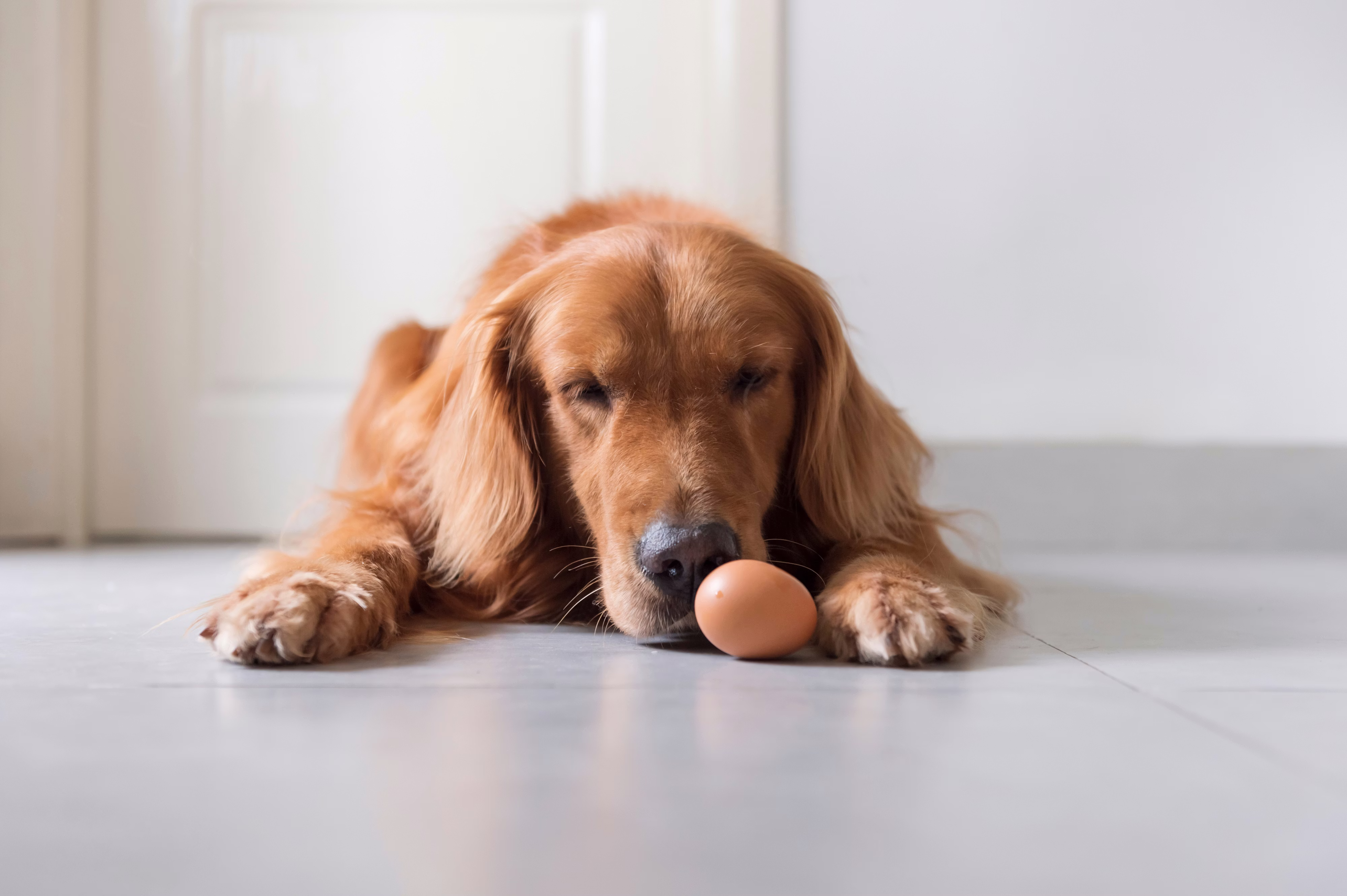 Golden Retriever looking at a egg on the floor.
