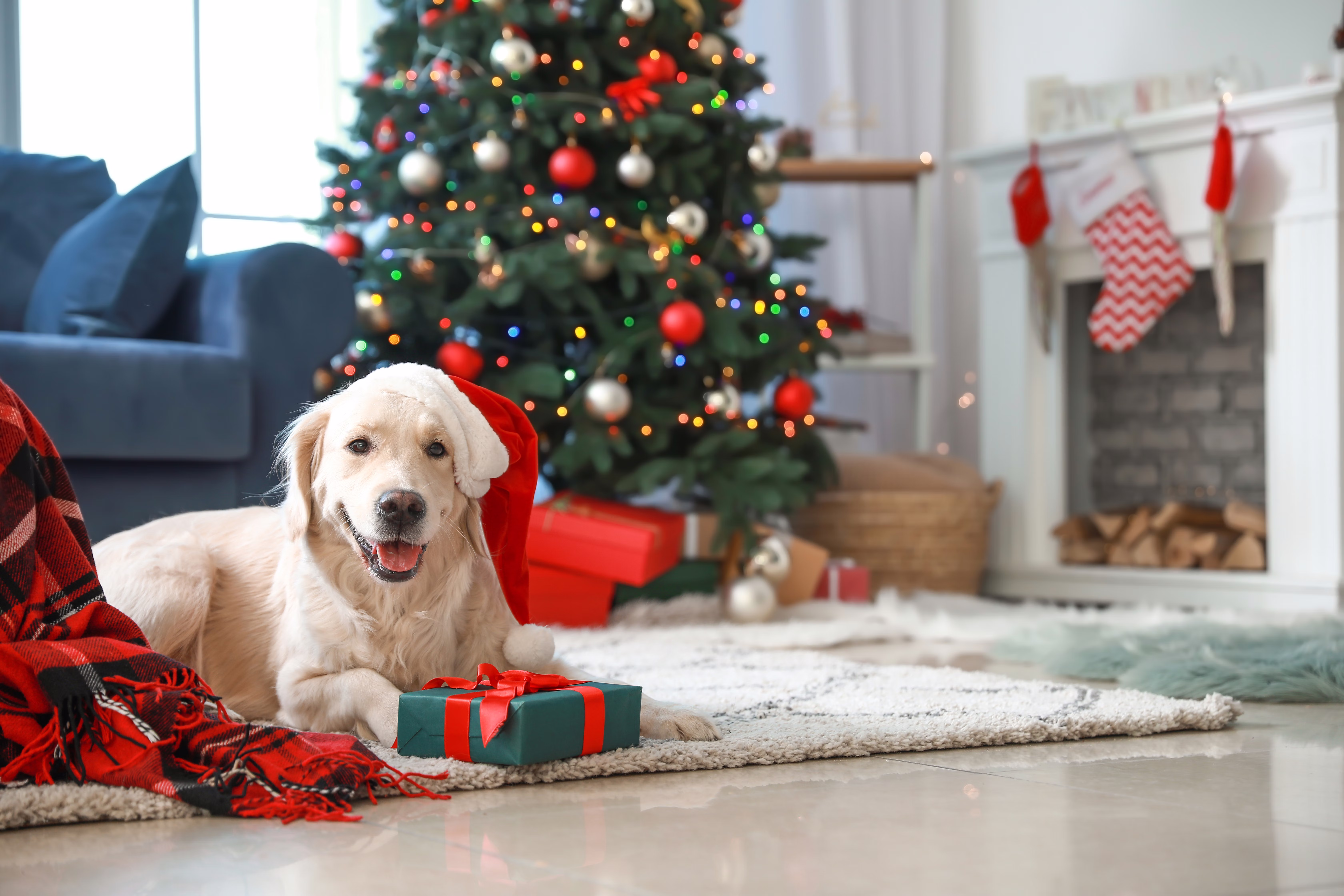 Golden Retriever wearing a Santa hat and sitting on the floor with a wrapped gift near a holiday tree.