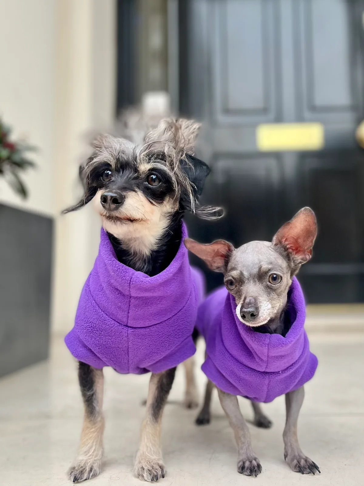 Two small dogs in purple jumpers