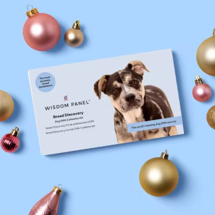 Wisdom Panel Breed Discovery DNA test