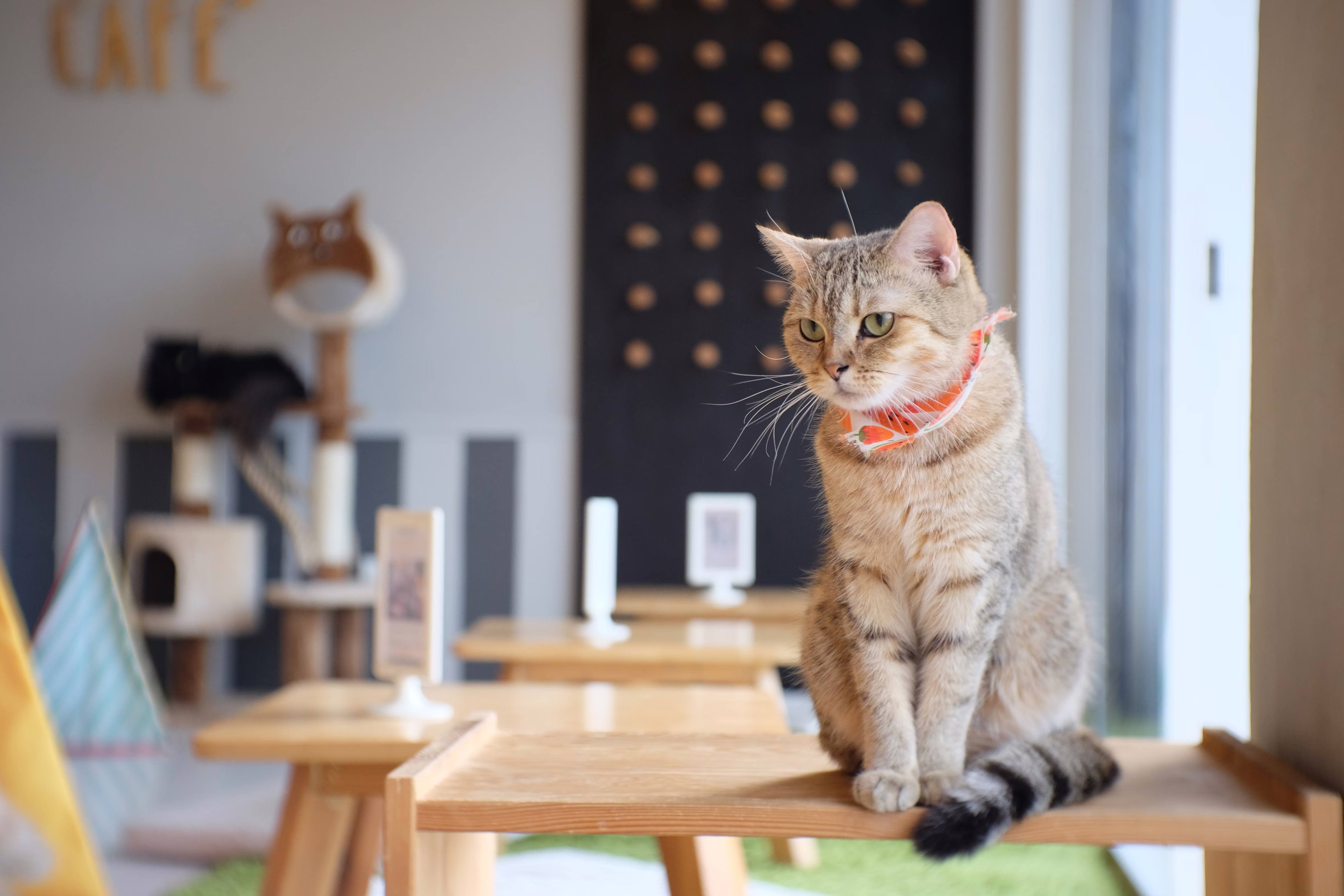 Cat sitting on a table at a cat cafe.