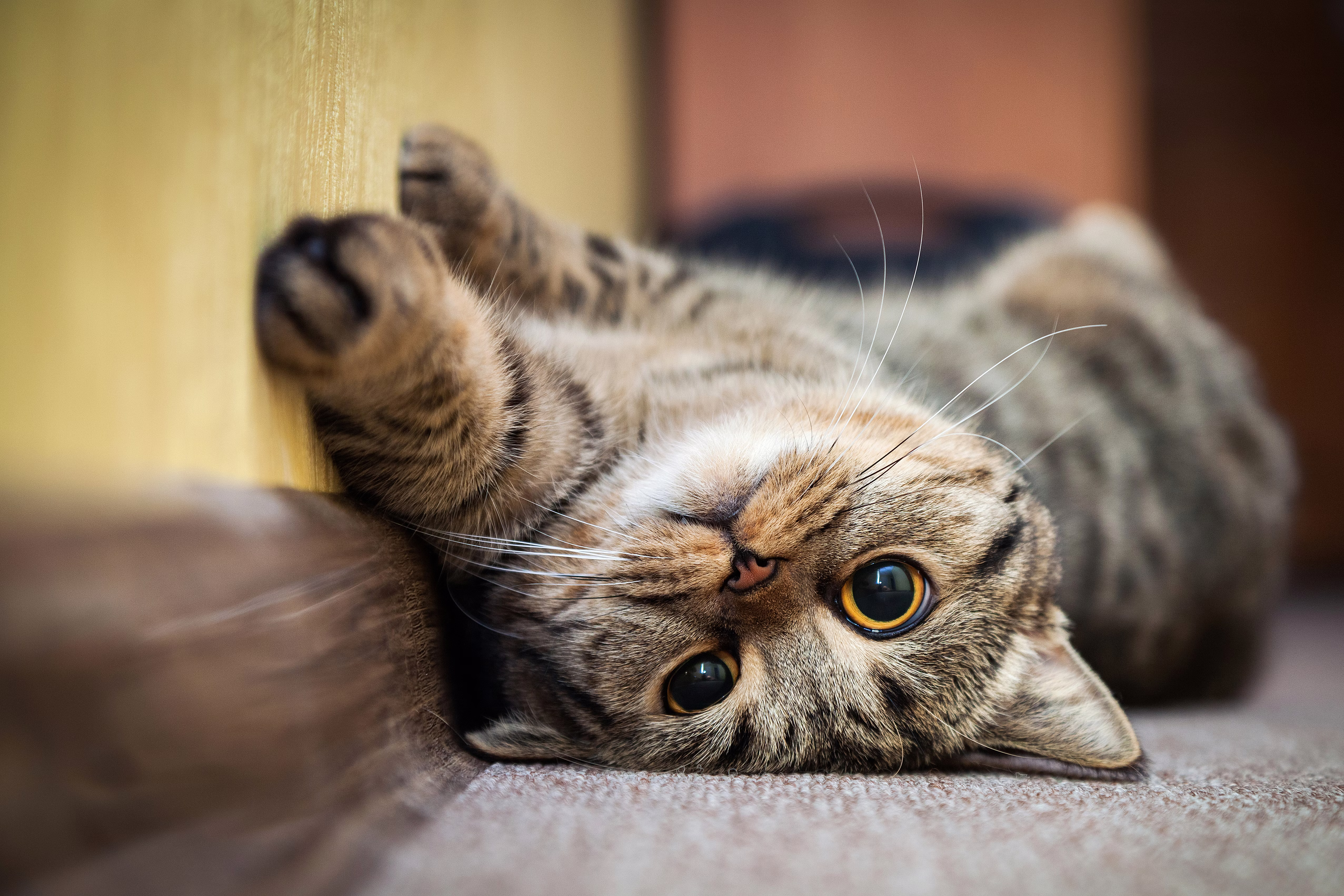 Cute cat lying on their back.