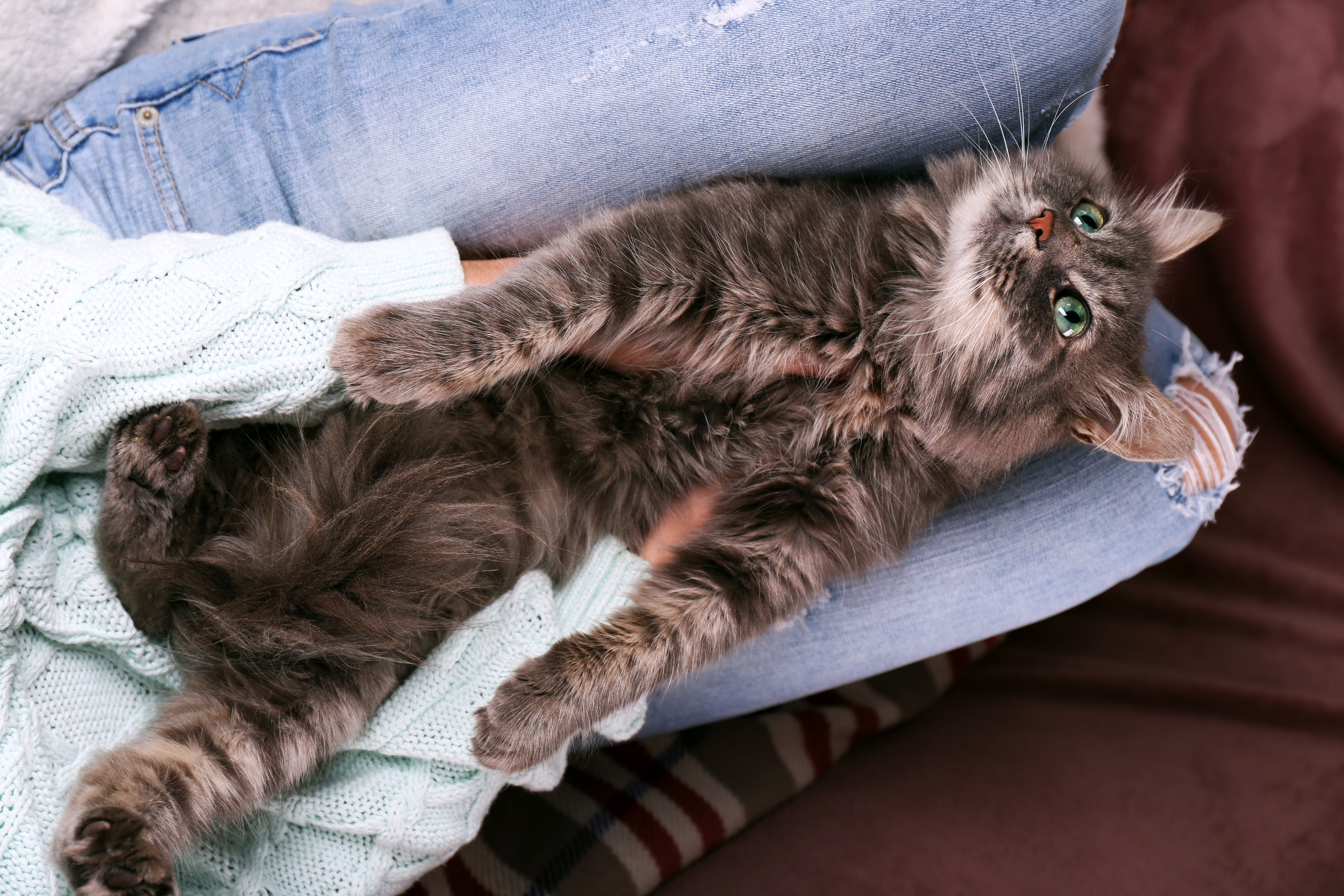 Cat sitting in a woman's lap and looking up at her.