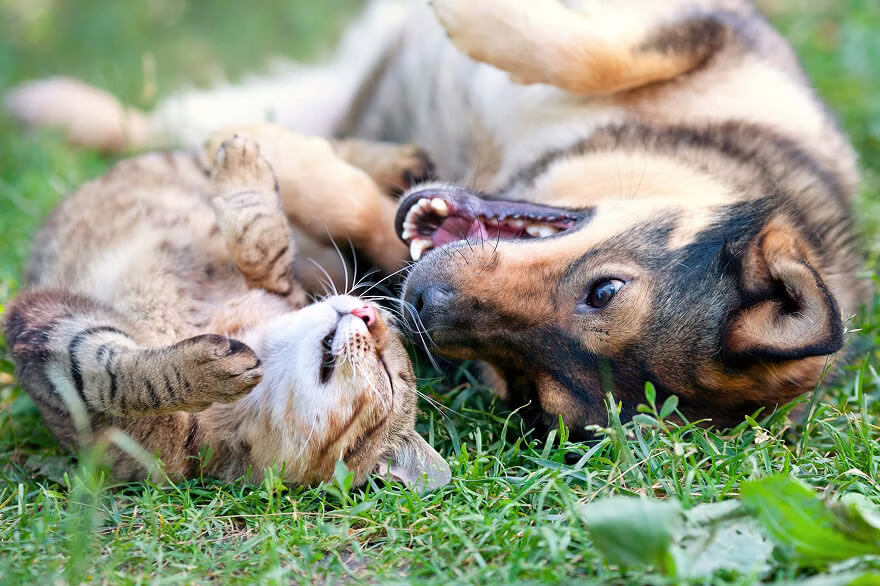 Cat and dog playing together on the grass
