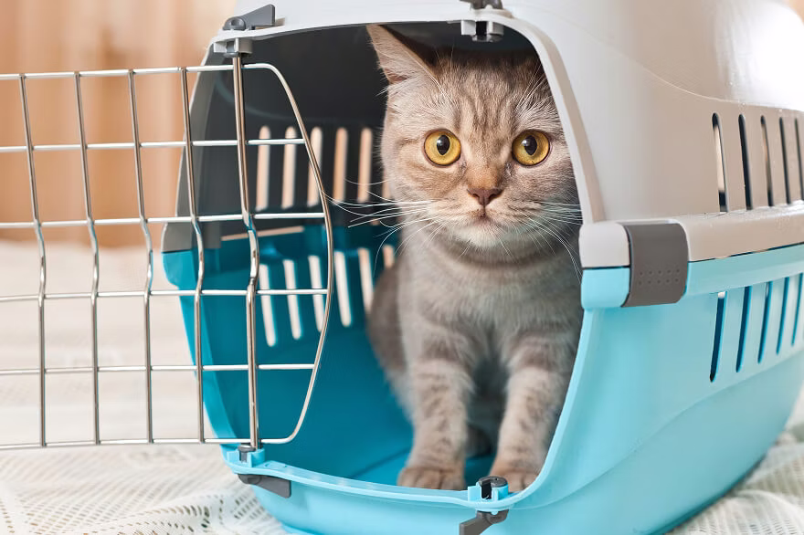 Cat sitting in a cat carrier