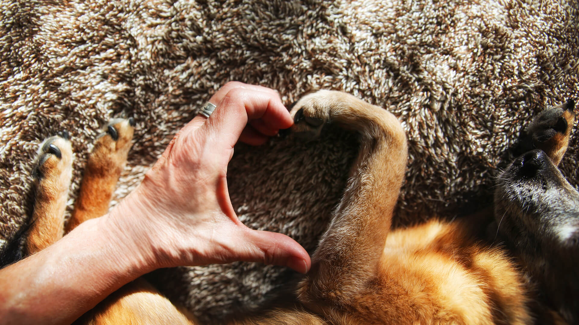 Dog and owner making heart sign