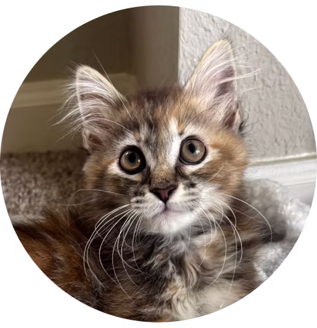Kitten named Artemis