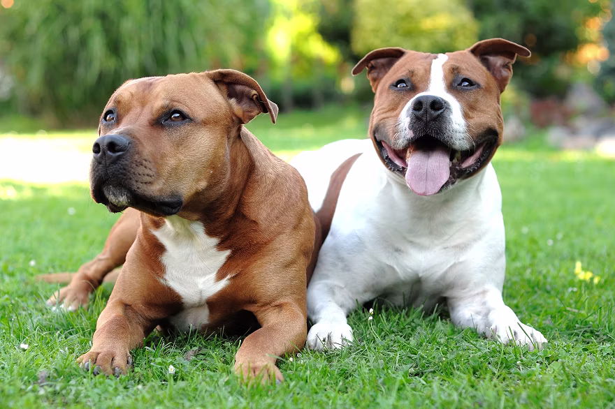 two dogs sitting on the grass