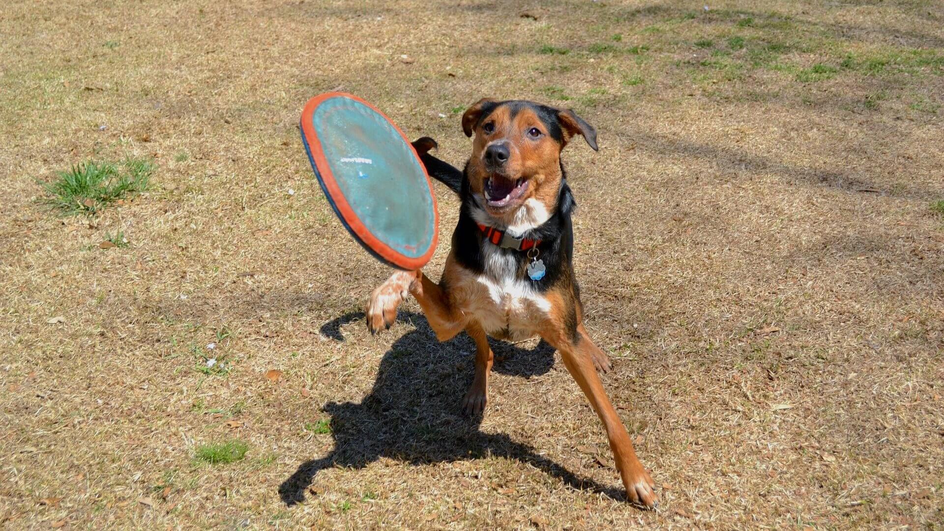 Dog playing outdoor games
