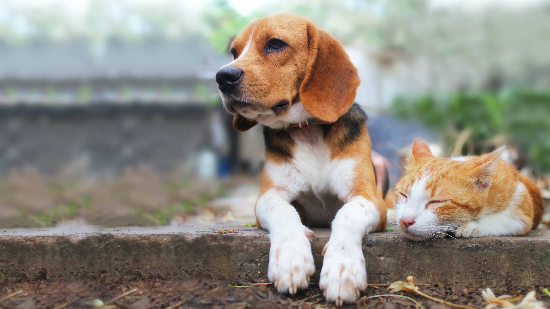 Dog sitting on the floor with a sleeping cat