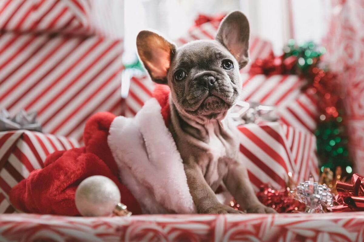French Bulldog sitting among Christmas pesents