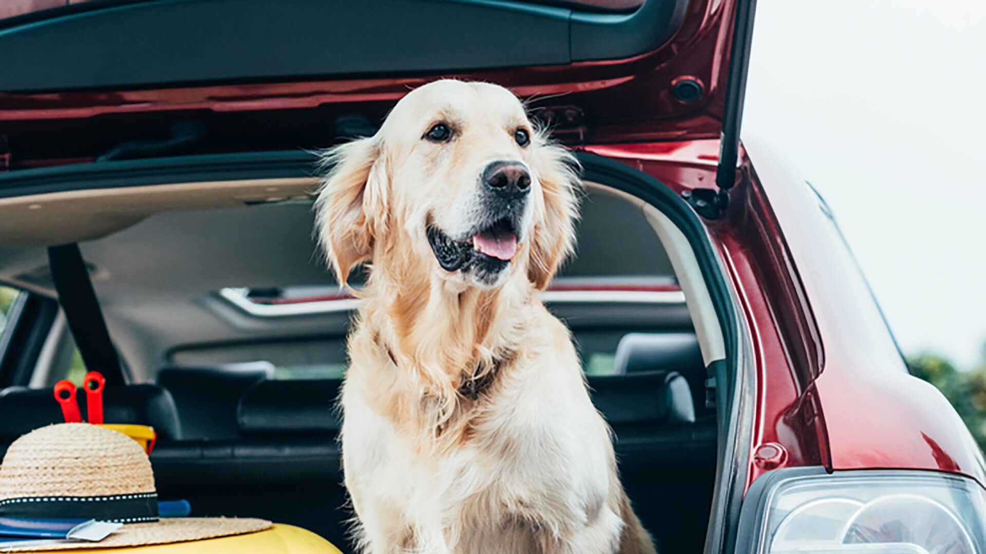 Dog sitting beside an open car burnet