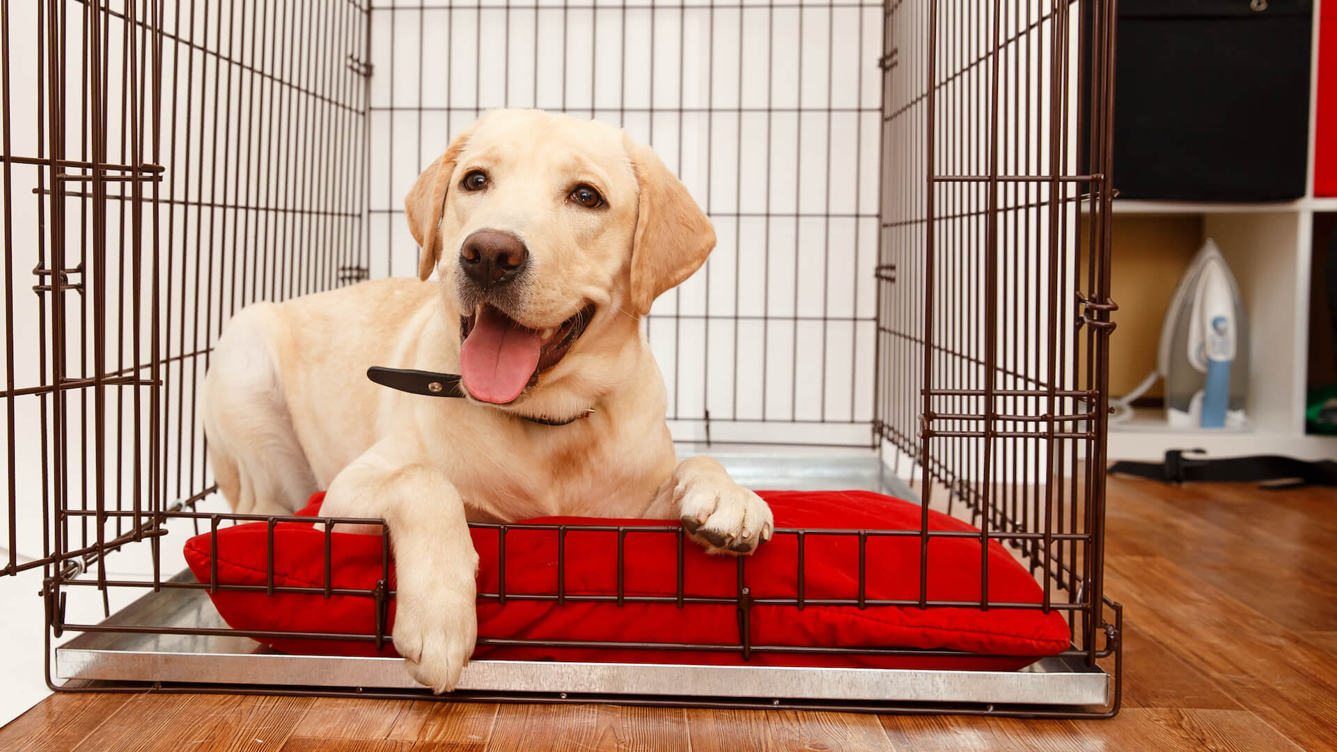 A pup getting comfortable in crate 