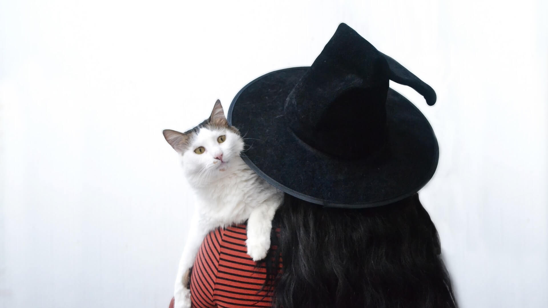 Cat with spooky hat