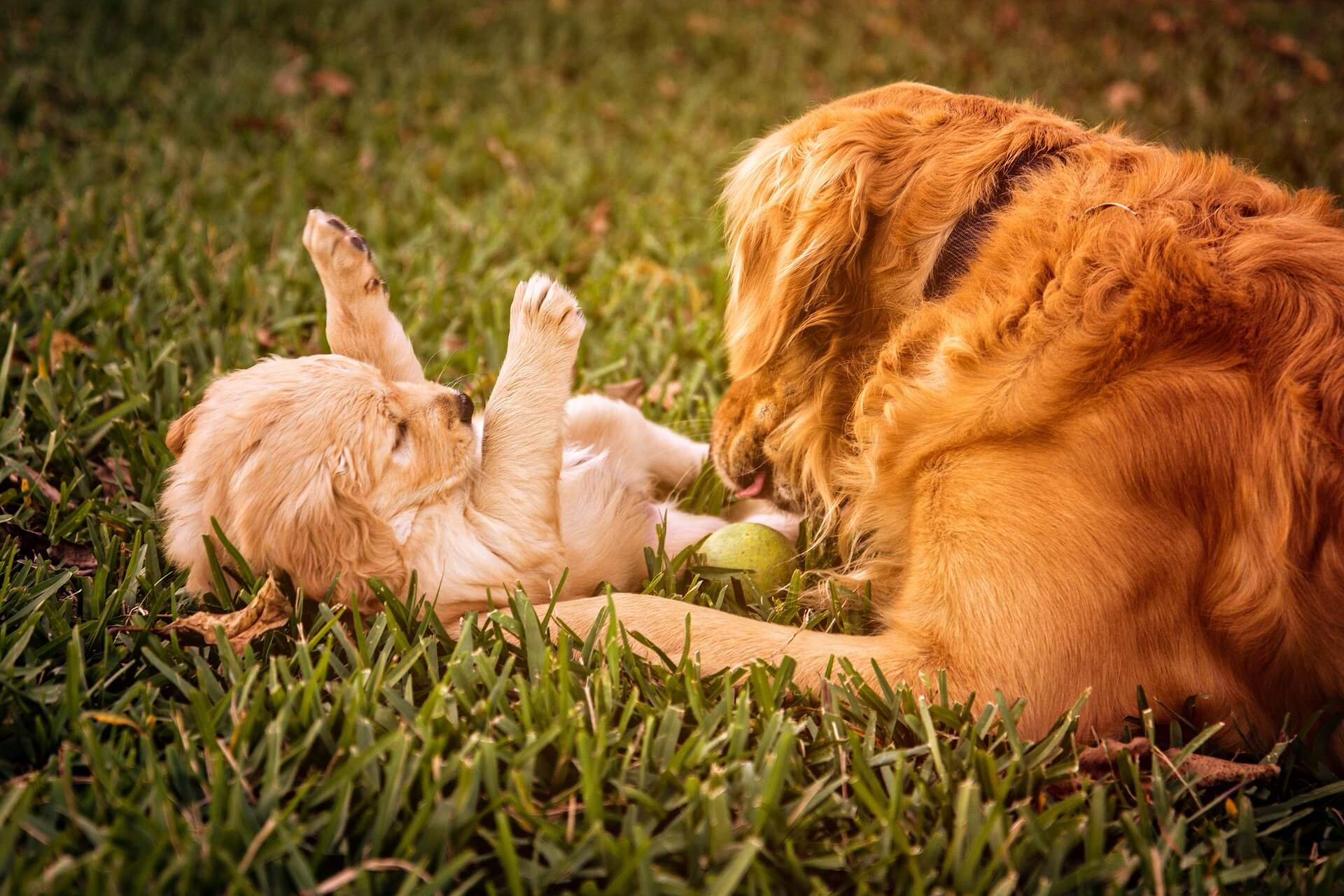 Mother dog playing with puppy